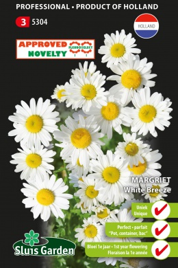 Margerite White Breeze (Chrysanthemum) 100 Samen